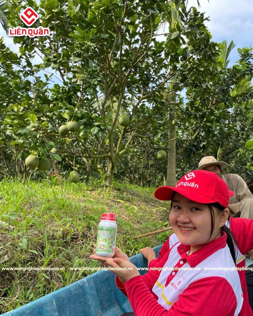 VƯỜN BƯỞI