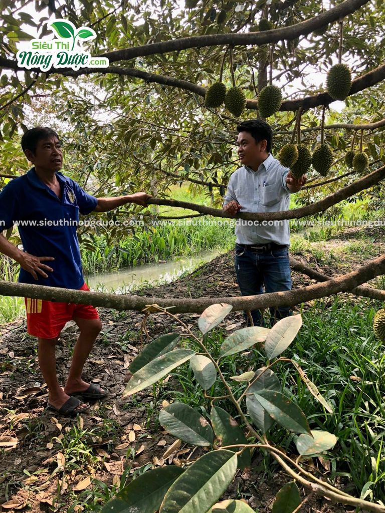TeamLiênQuân thăm vườn sầu riêng chú Hà ở Bầu Rắn Xuân Hoà - Kế Sách - Sóc Trăng