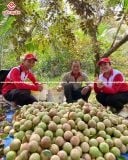 VƯỜN VÚ SỮA