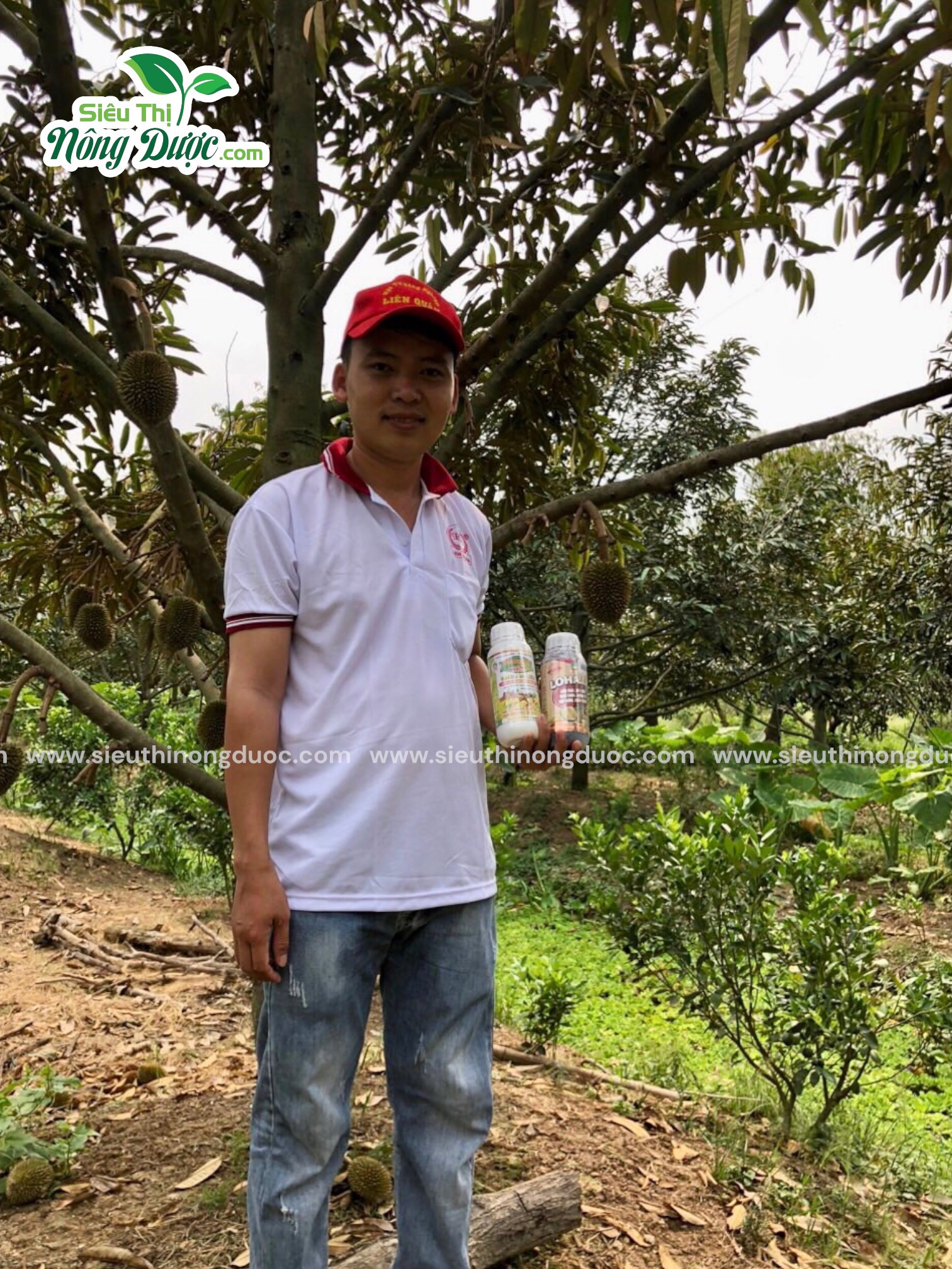 TeamLiênQuân thăm vườn sầu riêng chế Phấn ở Ba Trinh - Kế Sách - Sóc Trăng