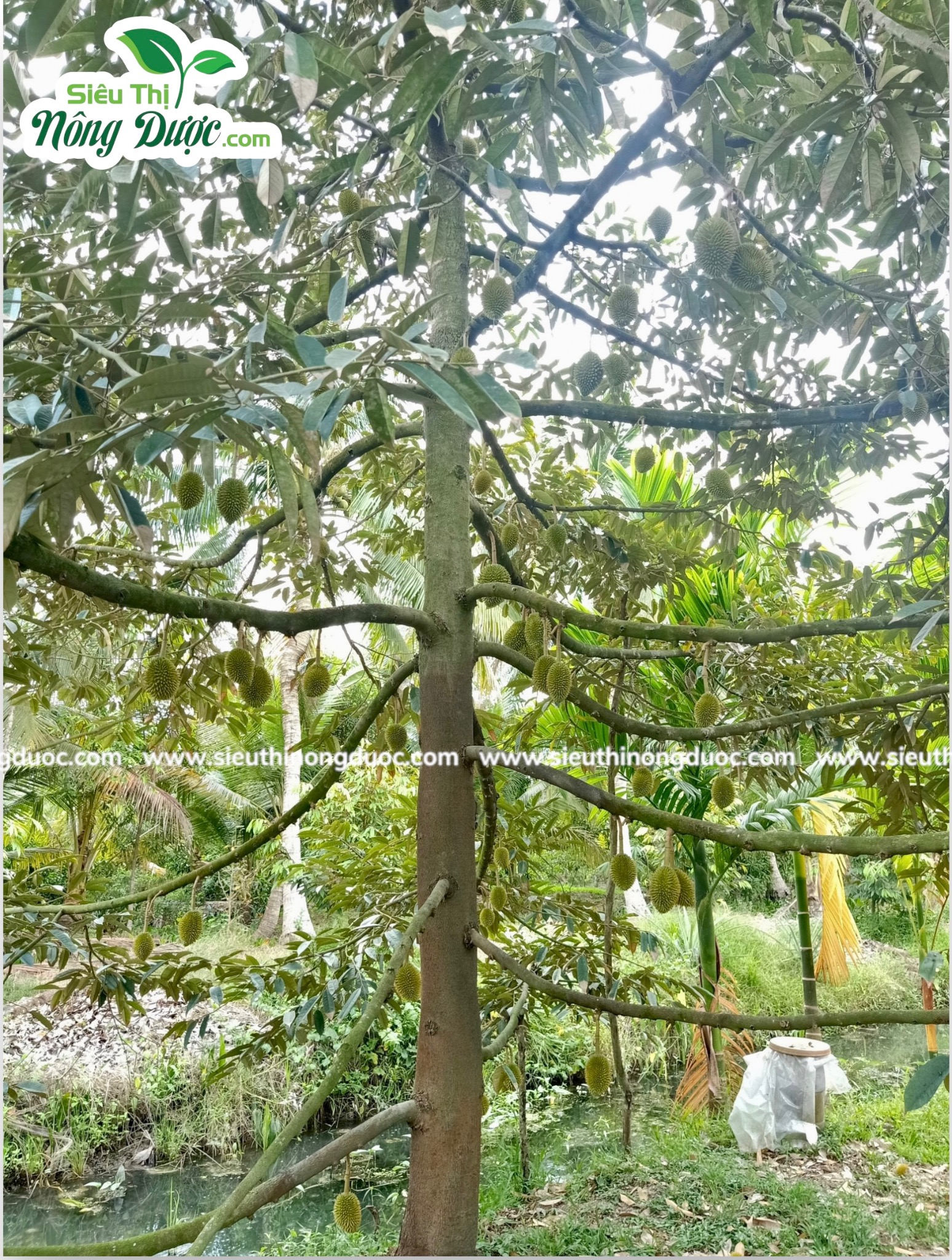 Thăm vườn sầu riêng chú Đỉnh ( Ba Trinh - Kế Sách - Sóc Trăng )