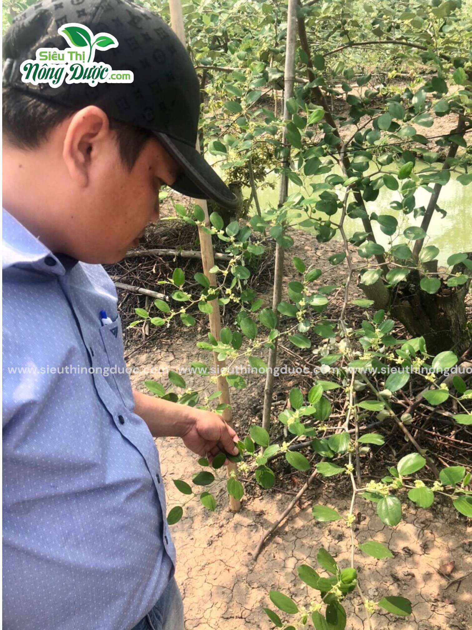 TeamLiênQuân thăm vườn táo anh Bé Sáu ở Trà Canh - Châu Thành - Sóc Trăng