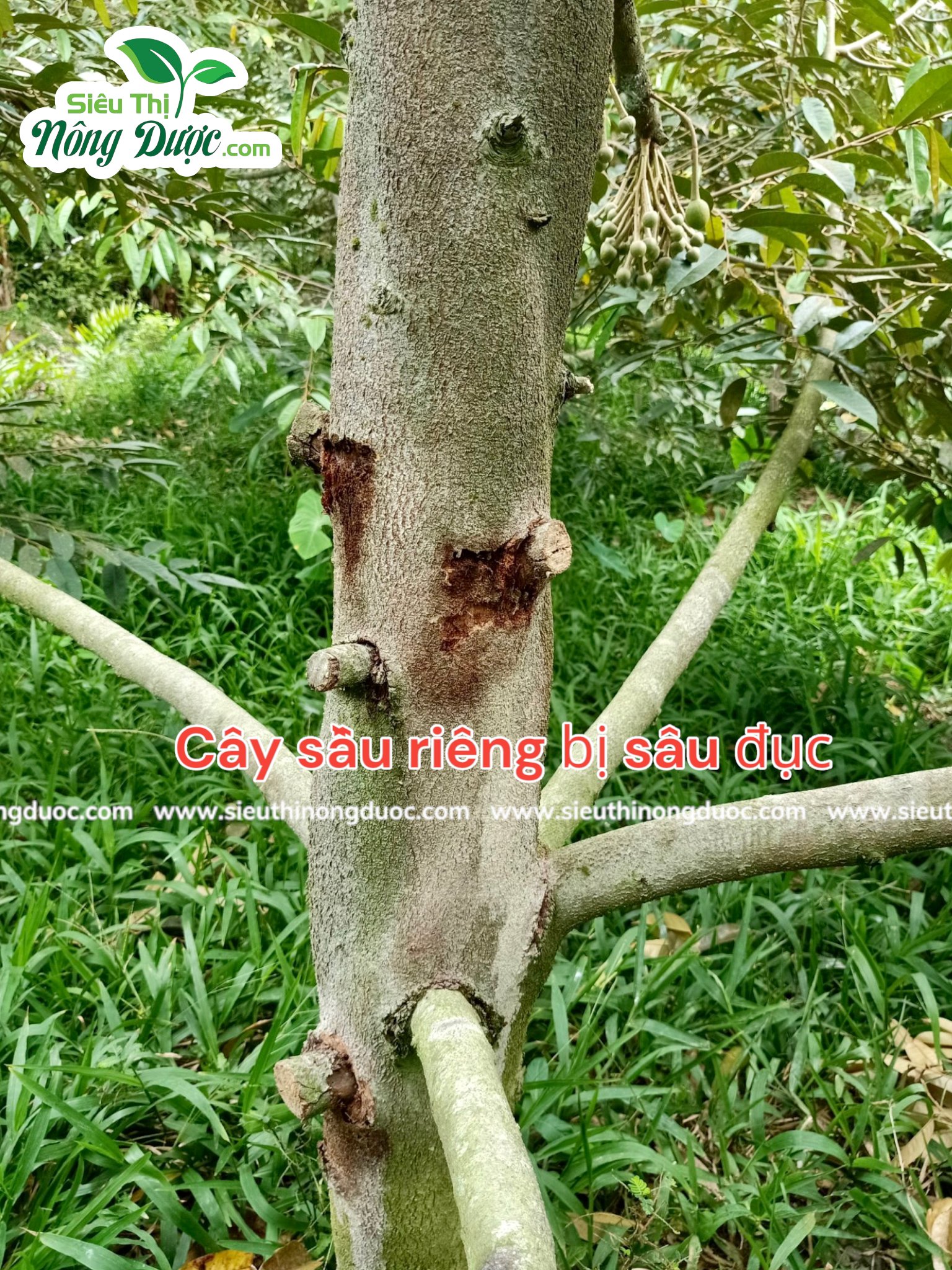 Thăm vườn sầu riêng chú Hà ( Xuân Hoà - Kế Sách )