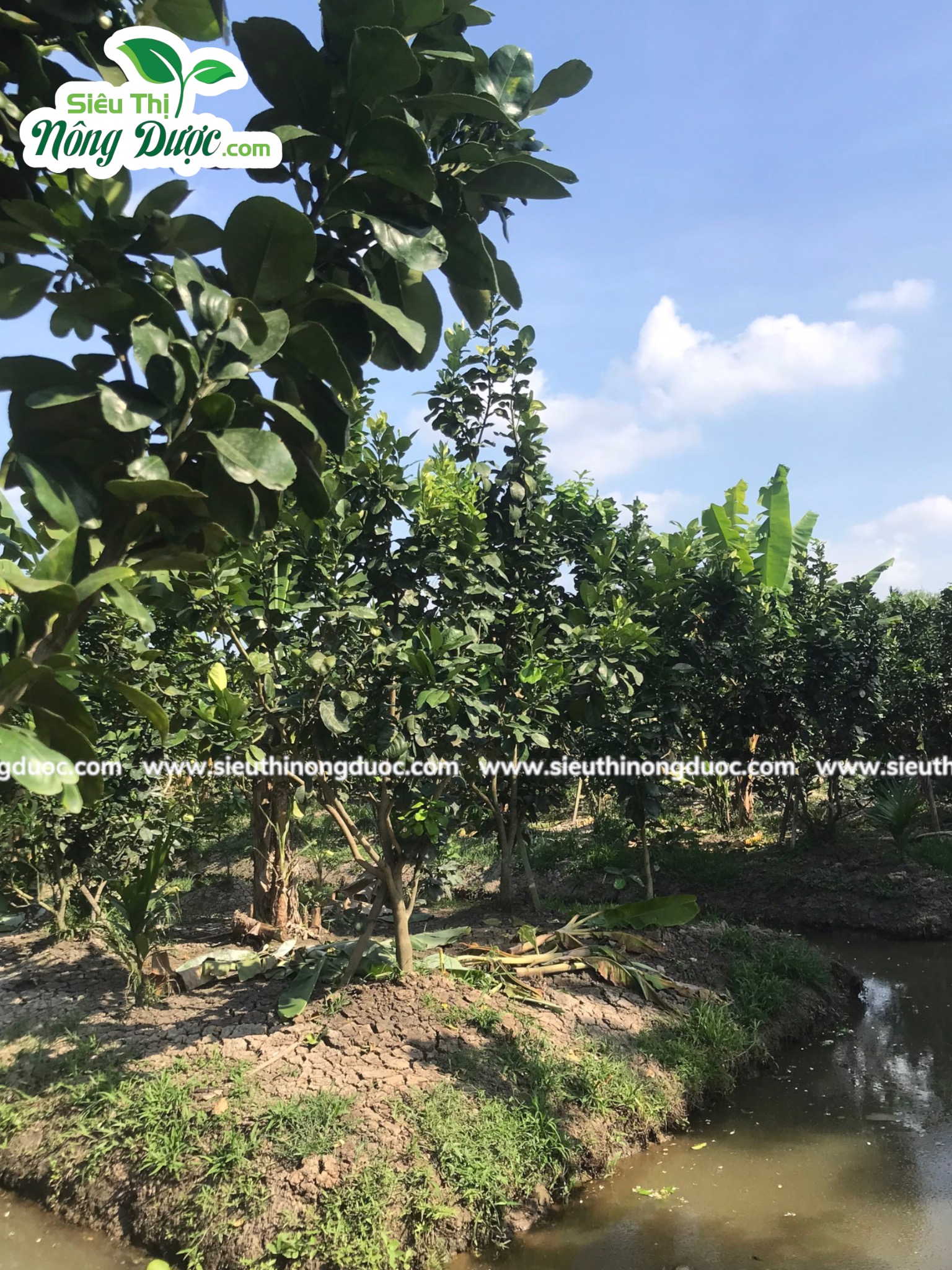 Thăm vườn bưởi anh Sơn ( Kế Thành - Kế Sách - Sóc Trăng )