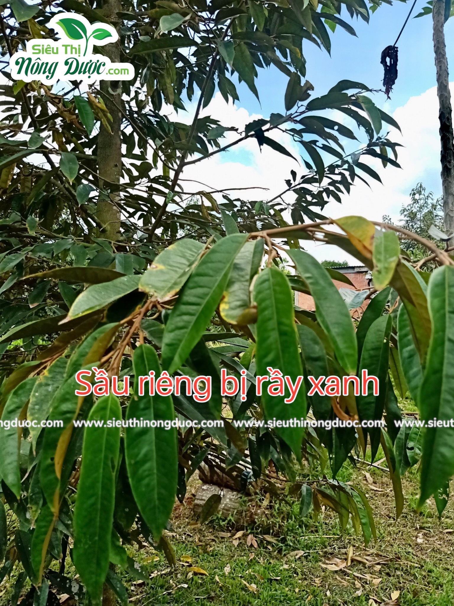 Thăm vườn sầu riêng chú Đỉnh ( Ba Trinh - Kế Sách - Sóc Trăng )