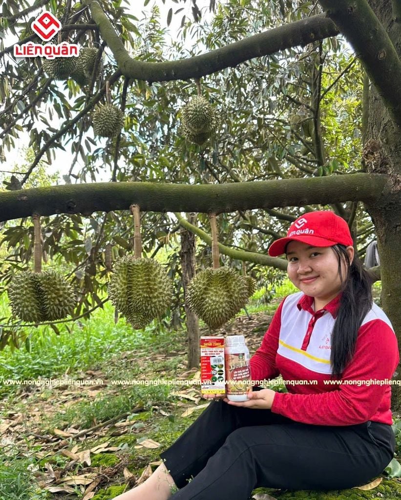 VƯỜN SẦU RIÊNG