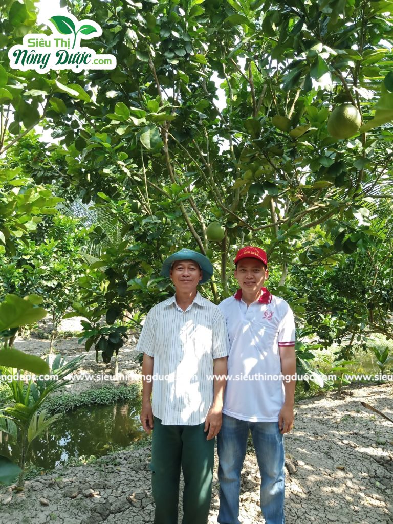 Thăm vườn bưởi da xanh của chú Sự ( Kinh10 - Kế Thành - Kế Sách - Sóc Trăng )