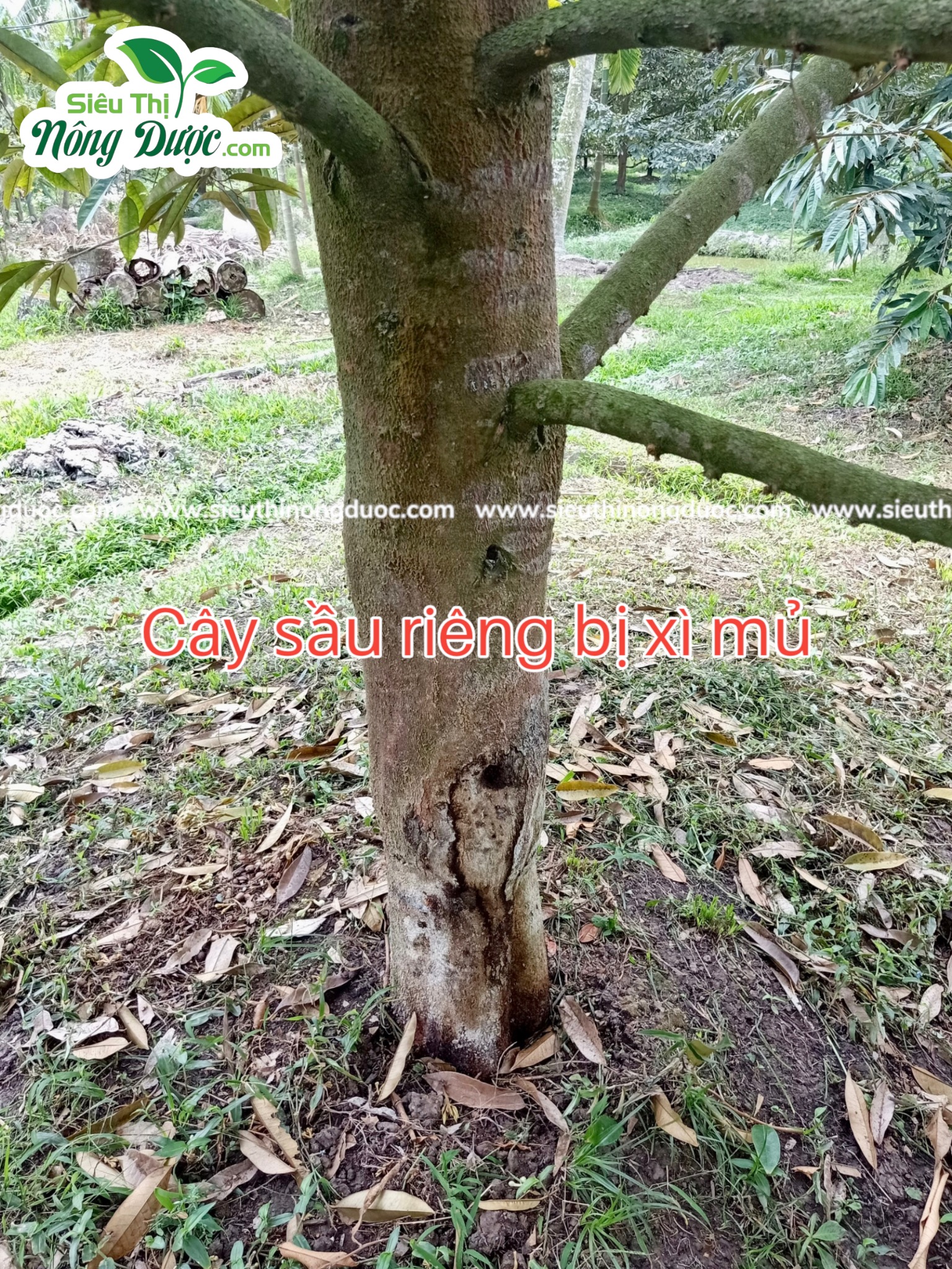 Thăm vườn sầu riêng chú Đỉnh ( Ba Trinh - Kế Sách - Sóc Trăng )
