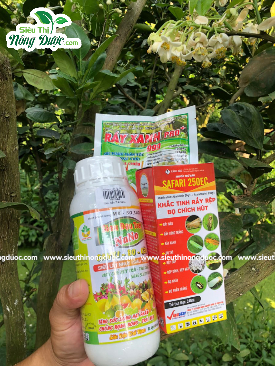Thăm vườn bưởi da xanh chú Dũng ( Cây Sộp - Kế An- Kế Sách - Sóc Trăng )