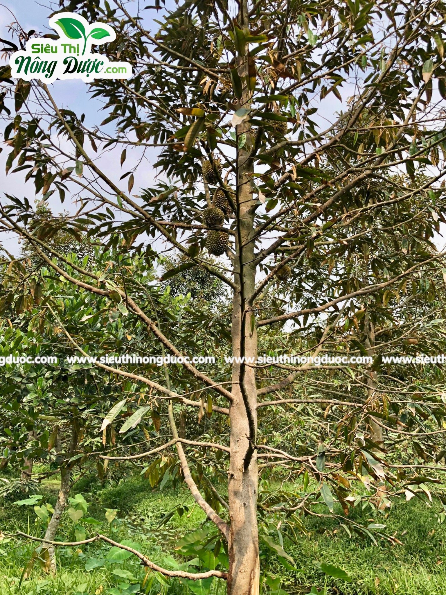 Thăm vườn sầu riêng chú Tòng Hào Bá - Kế Sách - Sóc Trăng