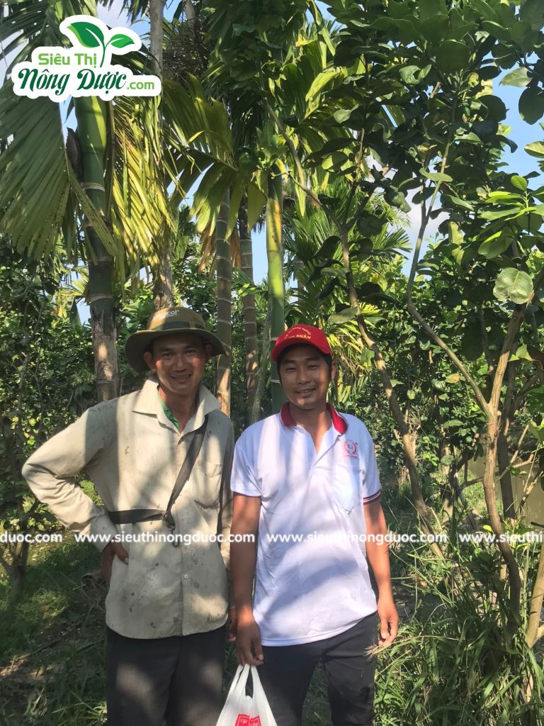 Thăm vườn bưởi anh Sơn ( Kế Thành - Kế Sách - Sóc Trăng )
