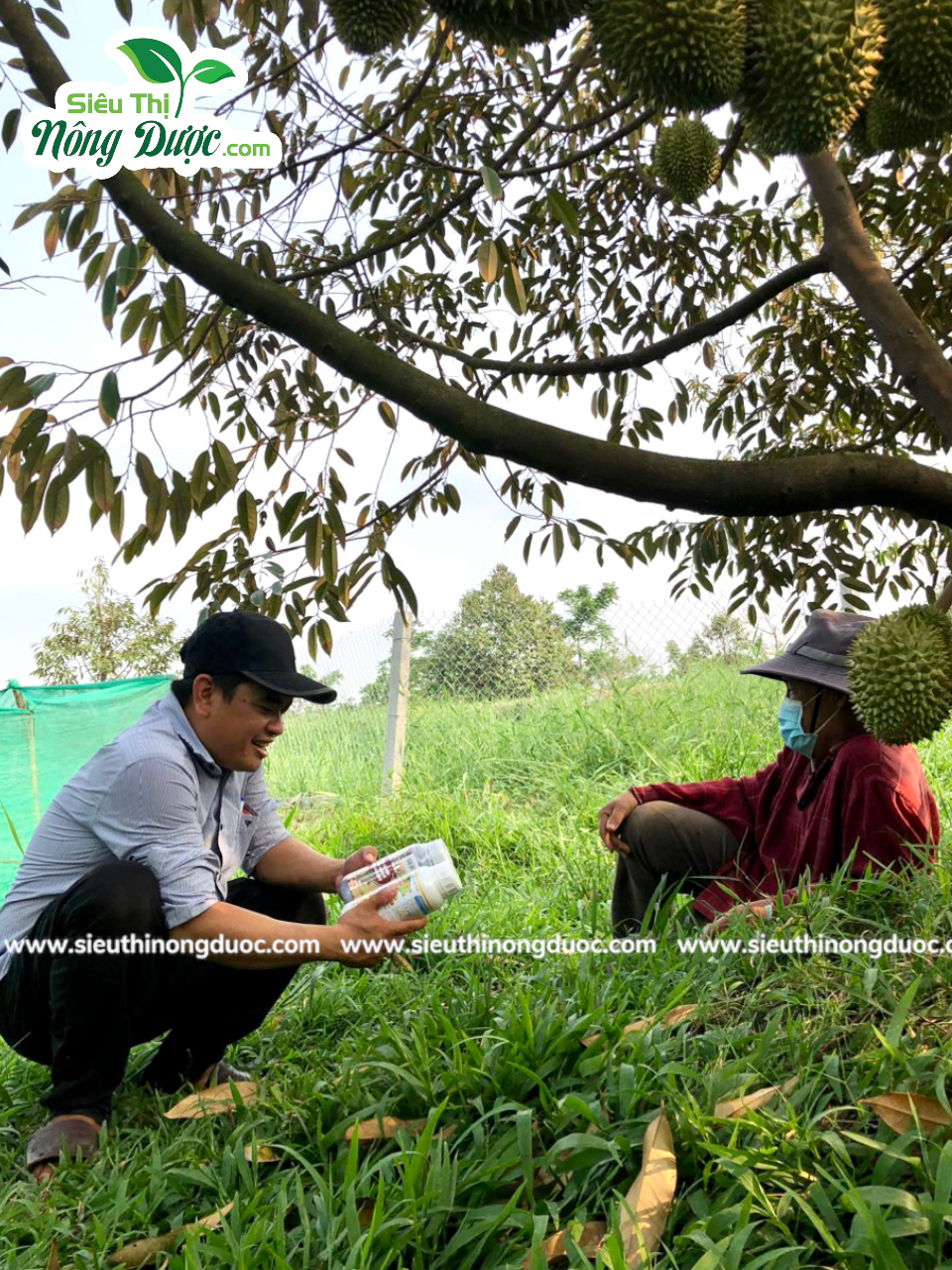 Thăm vườn sầu riêng anh Hoàng Anh Phú Hữu - Mái Dầm - Hậu Giang