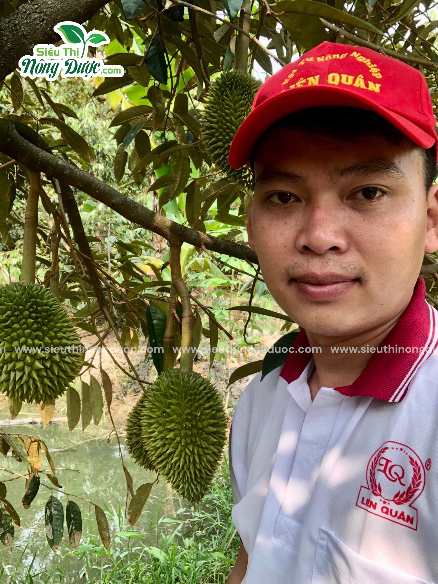 TeamLiênQuân thăm vườn sầu riêng chú Hà ở Bầu Rắn Xuân Hoà - Kế Sách - Sóc Trăng