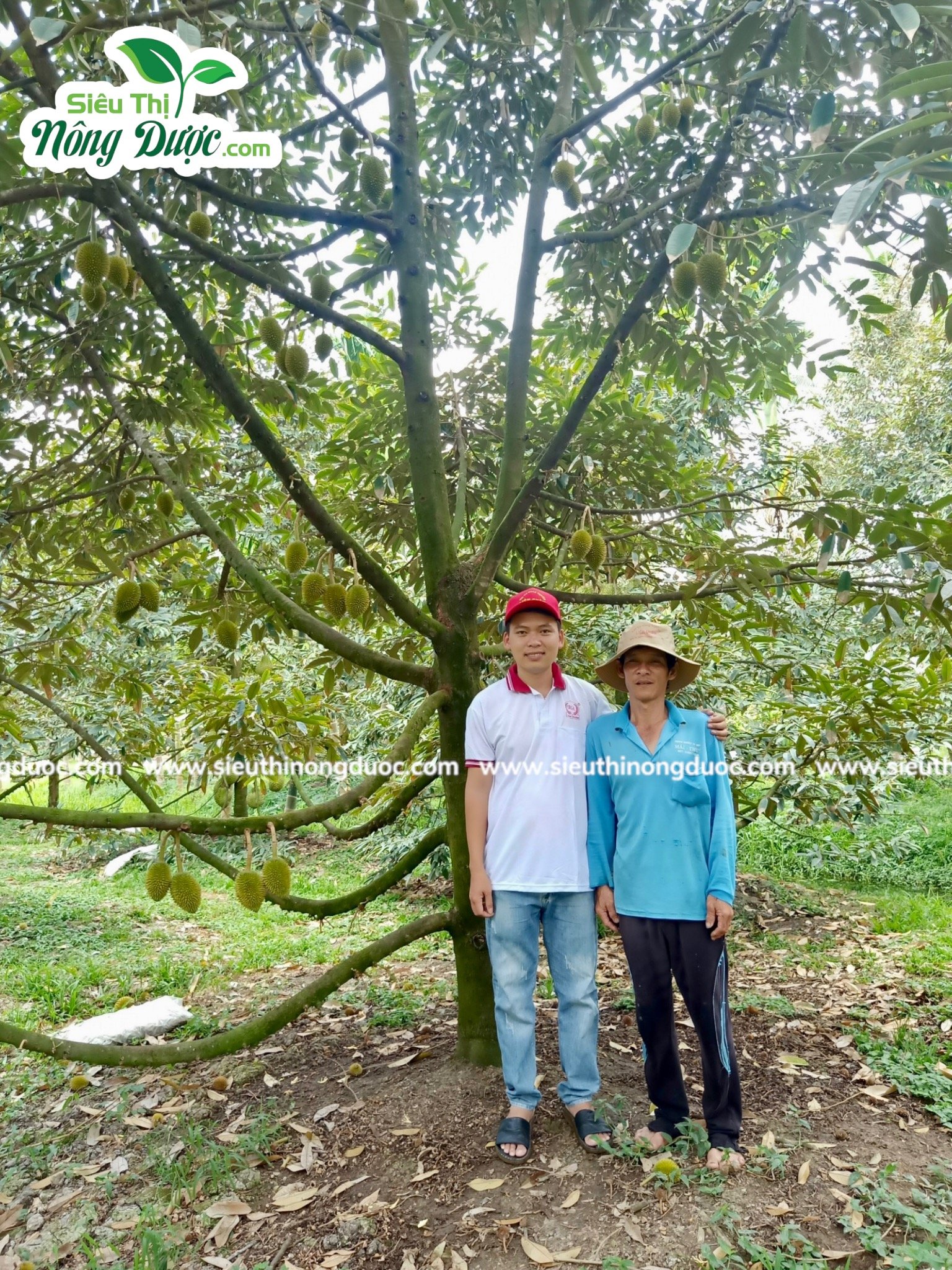 Thăm vườn sầu riêng chú Đỉnh ( Ba Trinh - Kế Sách - Sóc Trăng )