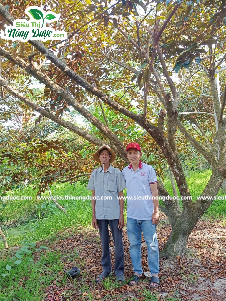 Thăm vườn vú sữa ba anh Lập ( Xuân Hoà - Kế Sách - Sóc Trăng )