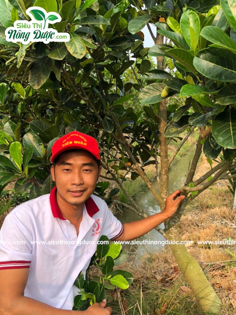 Thăm vườn mít thái chú ở Kế Sách Sóc Trăng