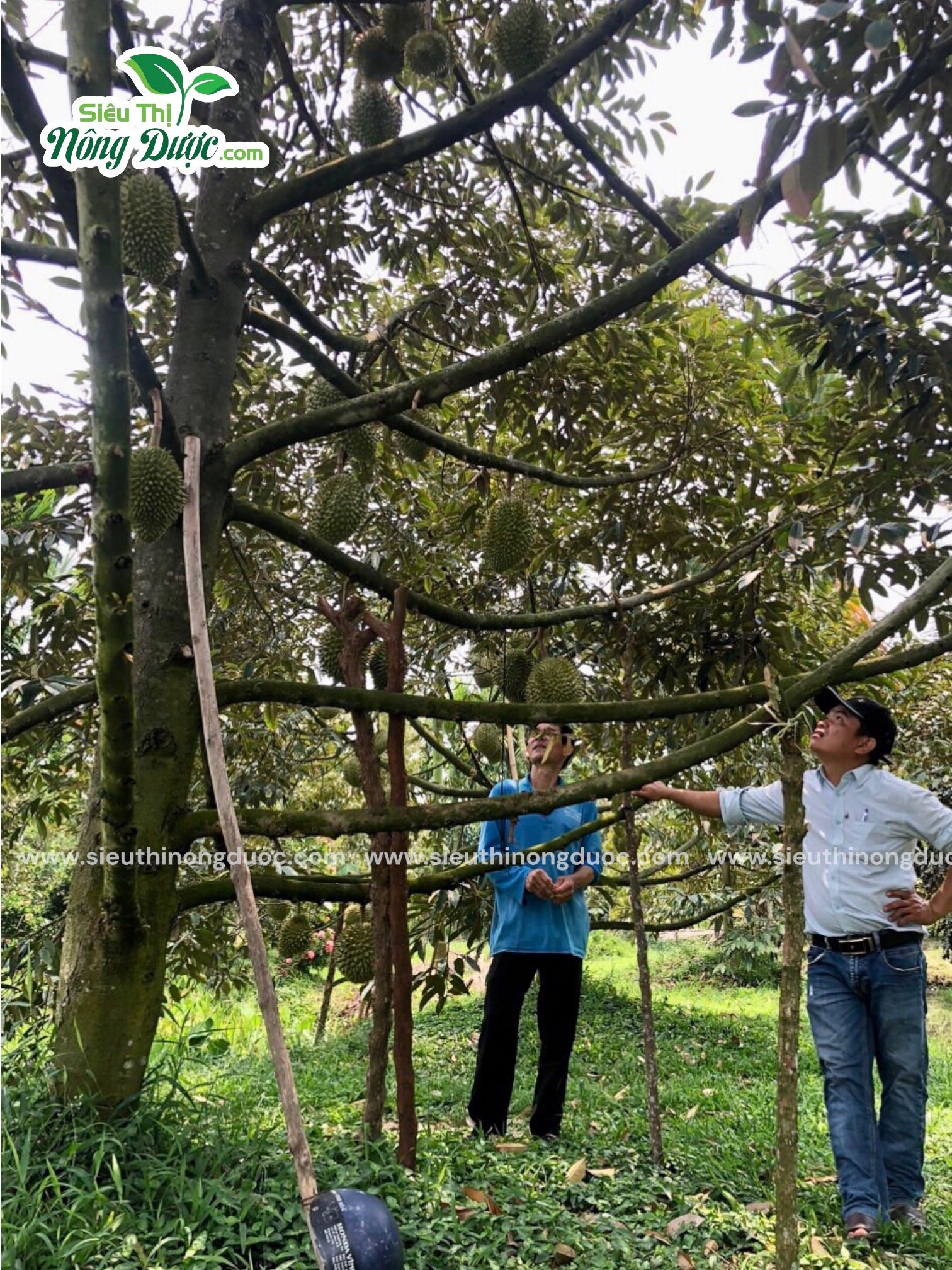 TeamLiênQuân thăm vườn sầu riêng chế Phấn ở Ba Trinh - Kế Sách - Sóc Trăng