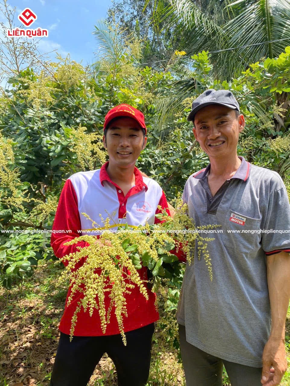 VƯỜN NHÃN