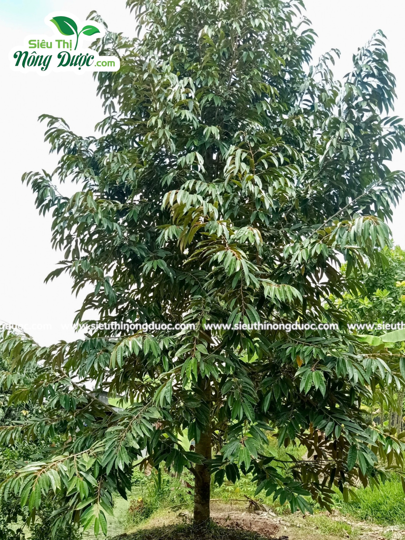 Thăm vườn sầu riêng chú Đỉnh ( Ba Trinh - Kế Sách - Sóc Trăng )