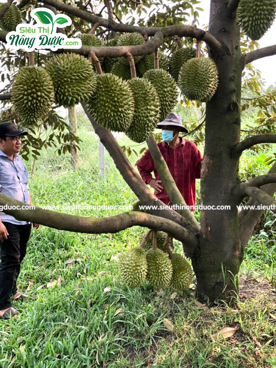 Thăm vườn sầu riêng anh Hoàng Anh Phú Hữu - Mái Dầm - Hậu Giang