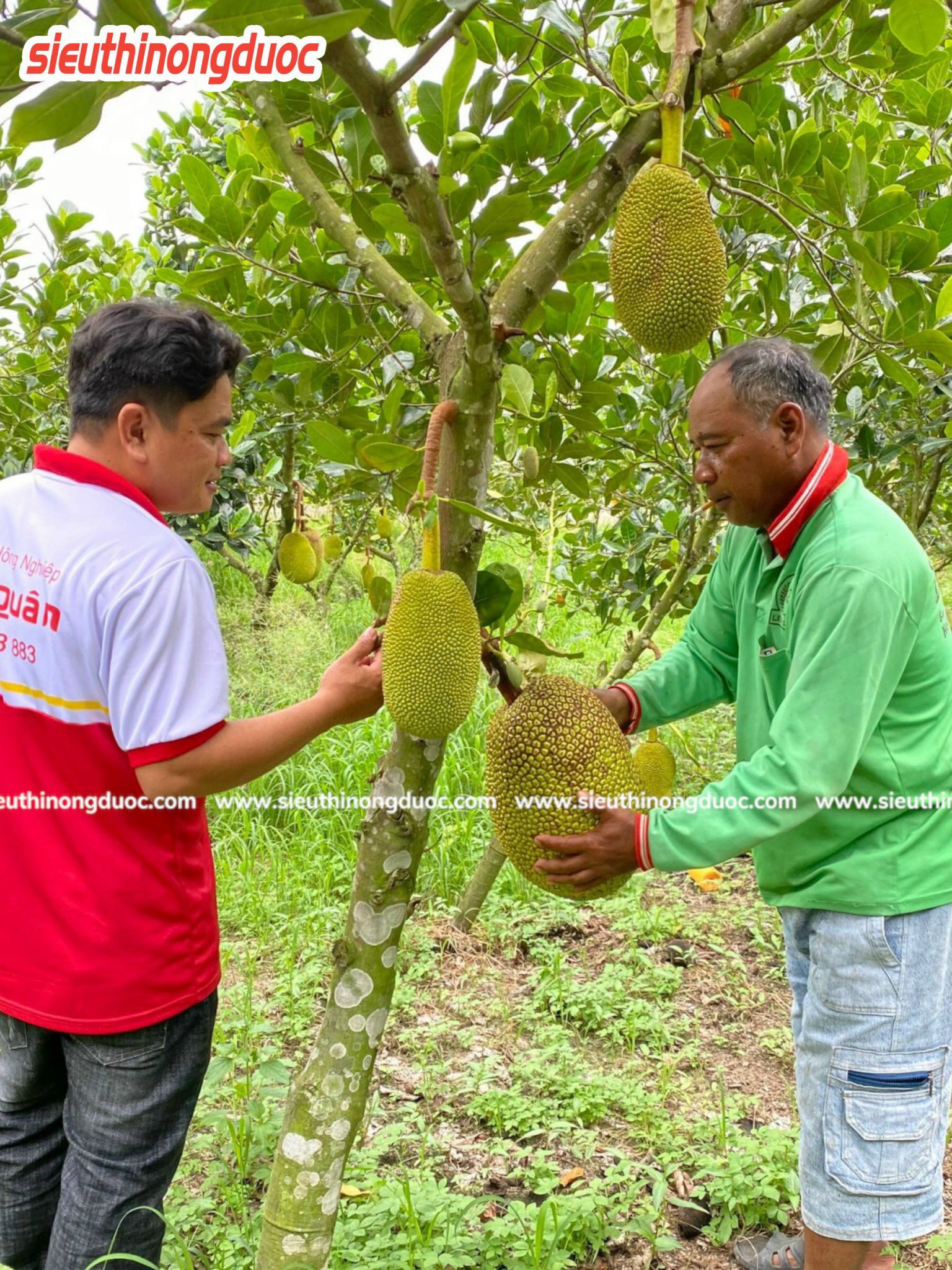 TeamLiênQuân thăm vườn mít của chú Hiền ở Cây Sộp, Kế Thành, Kế Sách, Sóc Trăng .