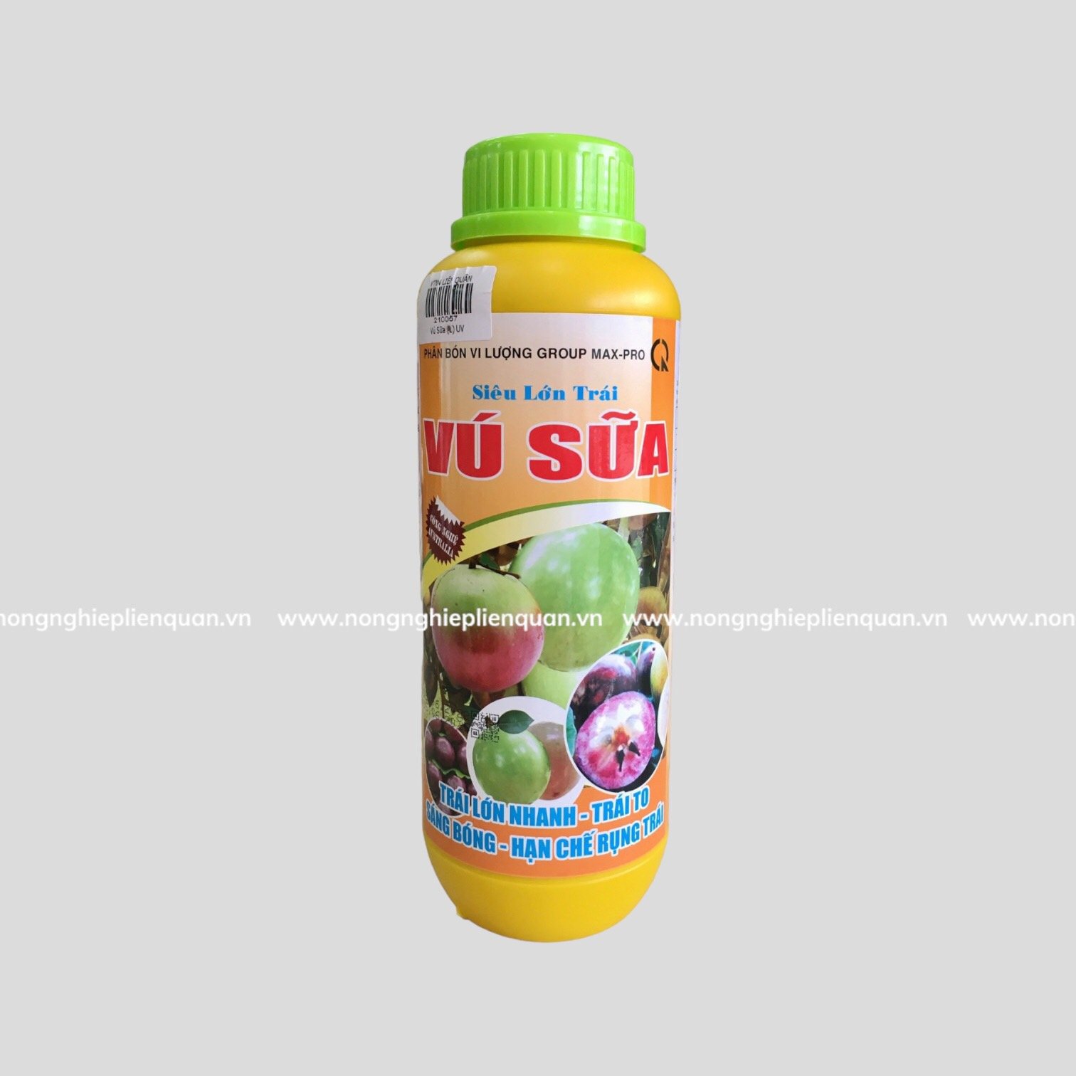 SIÊU LỚN TRÁI VÚ SỮA ( L ) UV