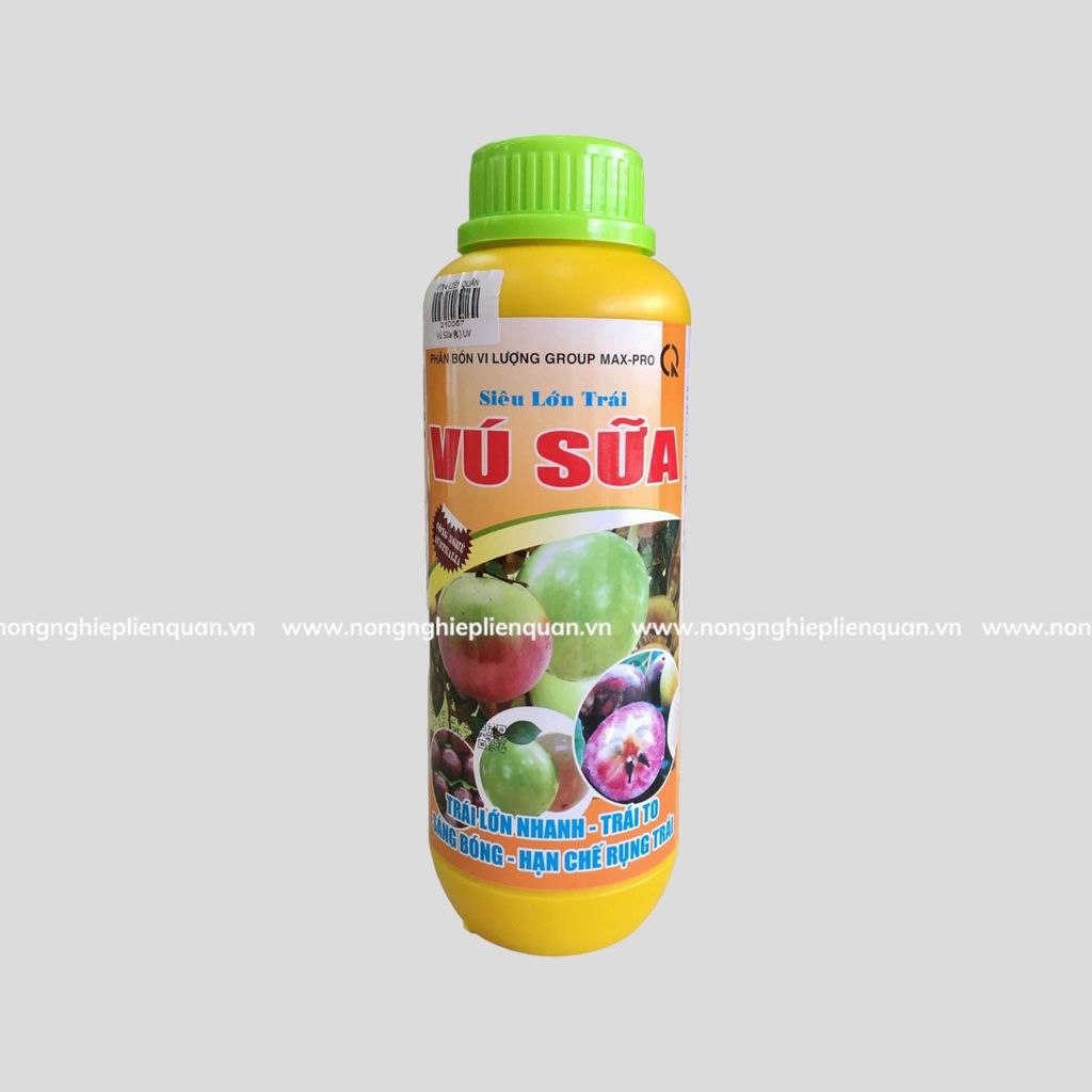 SIÊU LỚN TRÁI VÚ SỮA ( L ) UV