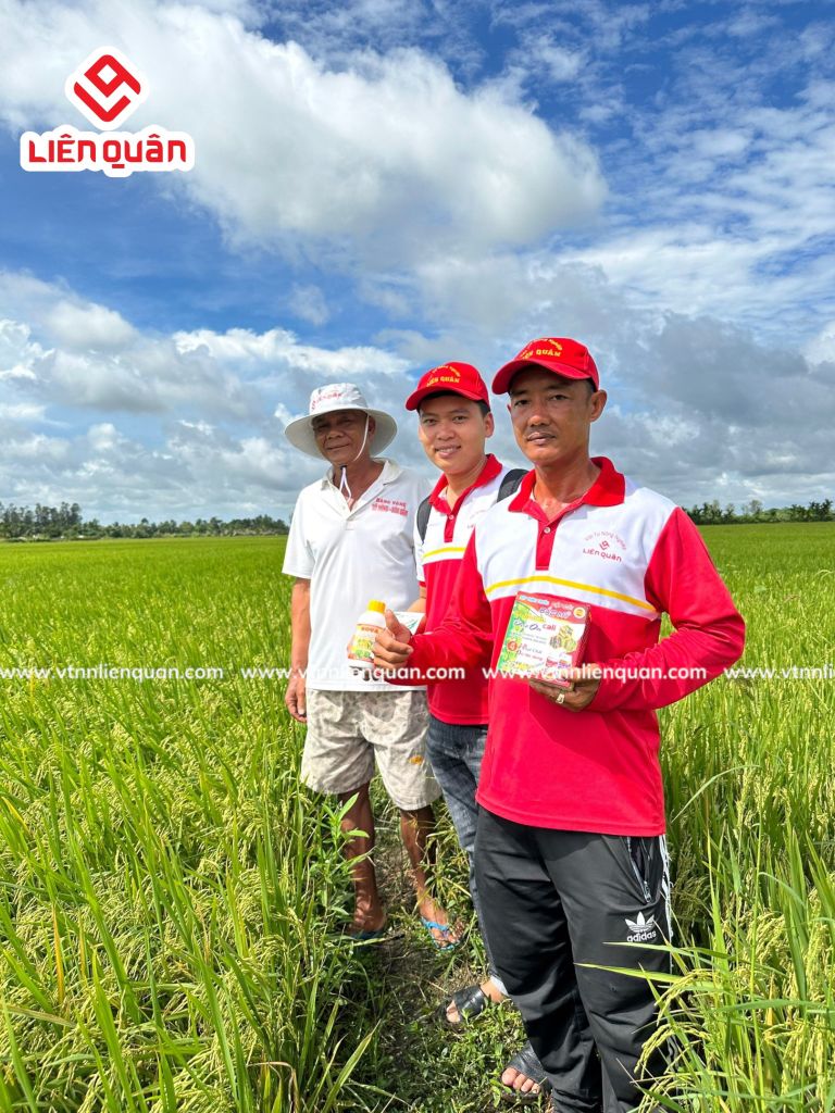 TeamLiênQuân thăm ruộng của chú Tốt ở Tập Rèn - Kế Sách - Sóc Trăng .