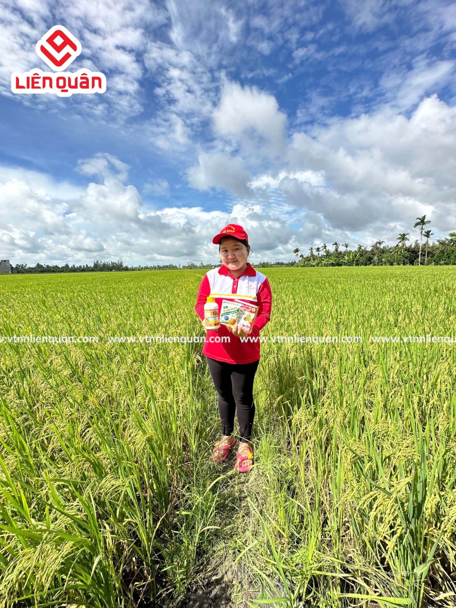 TeamLiênQuân thăm ruộng của chú Tốt ở Tập Rèn - Kế Sách - Sóc Trăng .