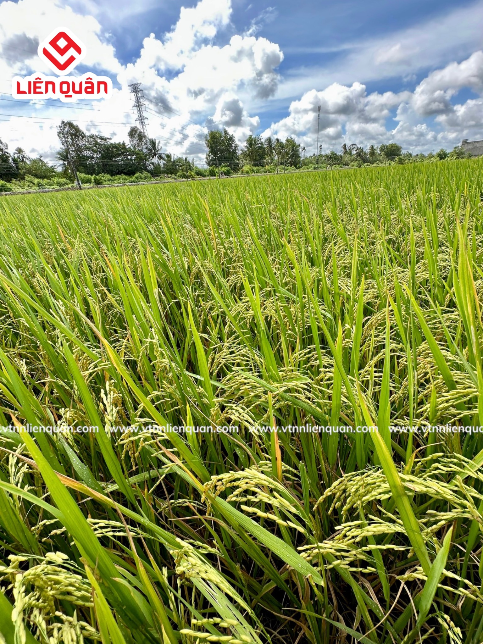 TeamLiênQuân thăm ruộng của chú Tốt ở Tập Rèn - Kế Sách - Sóc Trăng .