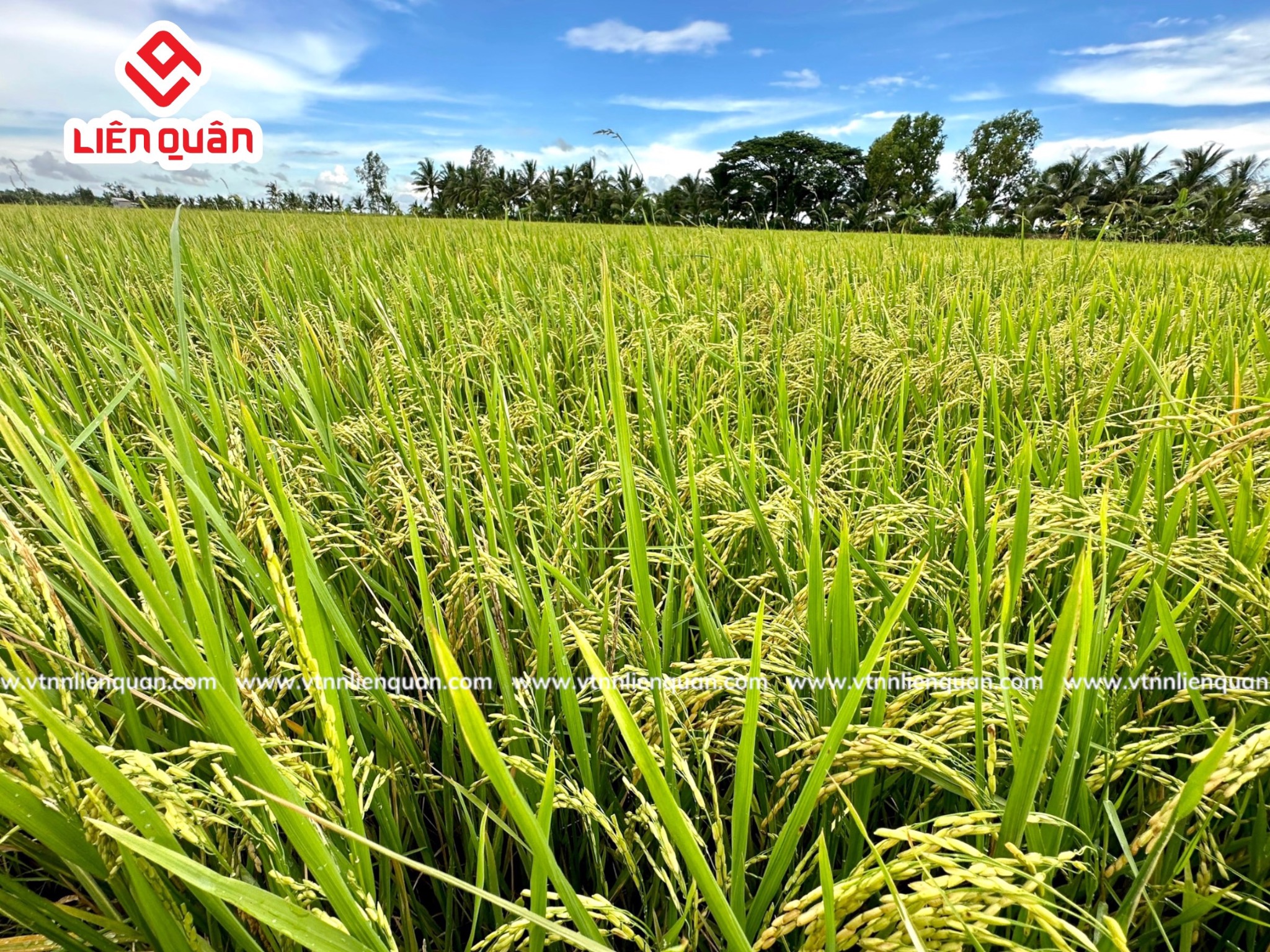 TeamLiênQuân thăm ruộng chú Lương ở Cây Sộp - Kế Sách - Sóc Trăng