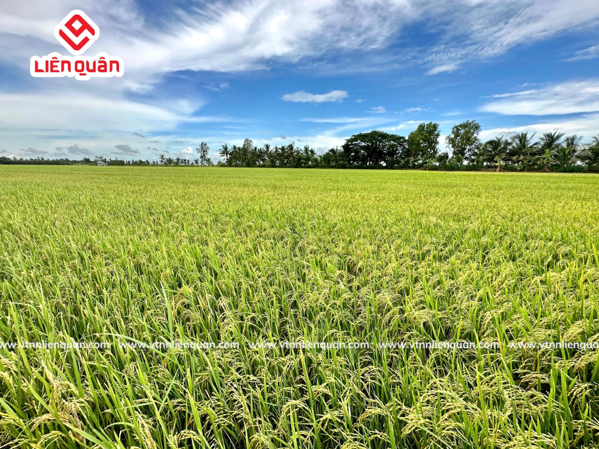 TeamLiênQuân thăm ruộng chú Lương ở Cây Sộp - Kế Sách - Sóc Trăng