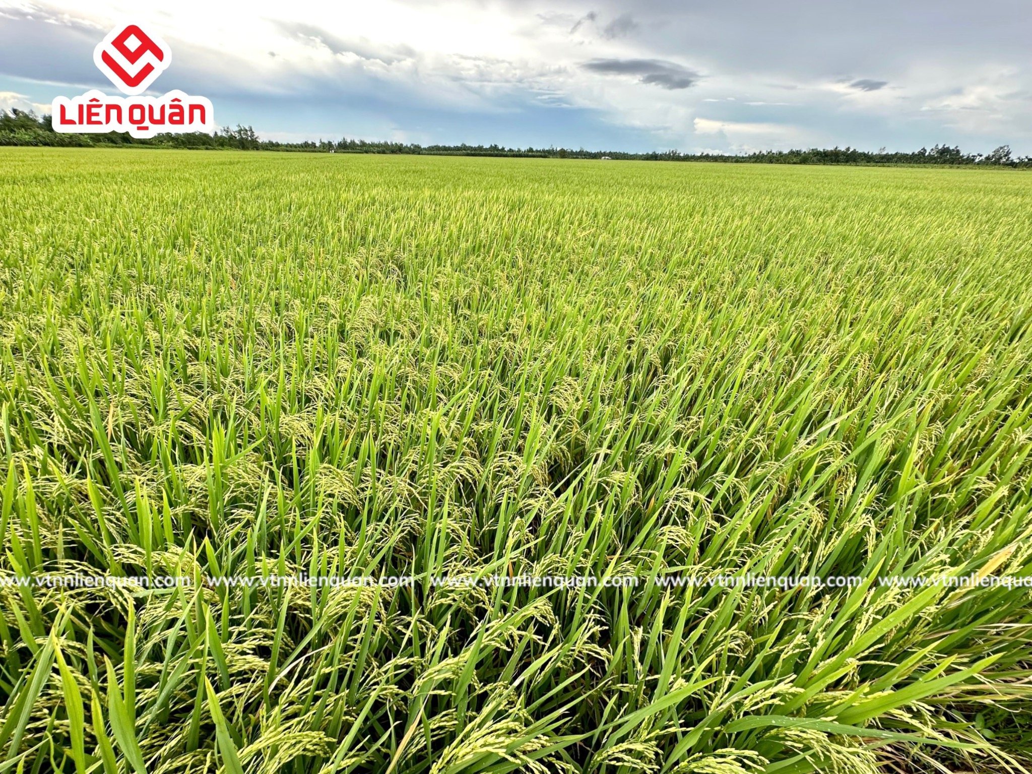 TeamLiênQuân thăm ruộng chú Lương ở Cây Sộp - Kế Sách - Sóc Trăng