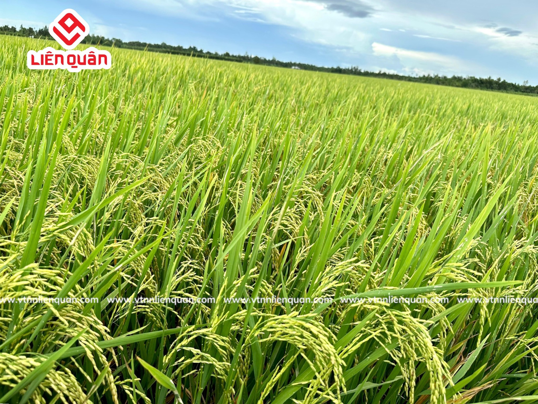 TeamLiênQuân thăm ruộng chú Lương ở Cây Sộp - Kế Sách - Sóc Trăng