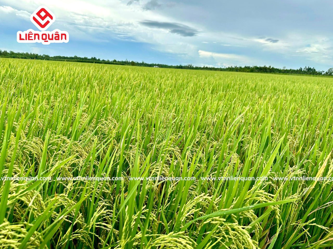 TeamLiênQuân thăm ruộng chú Lương ở Cây Sộp - Kế Sách - Sóc Trăng