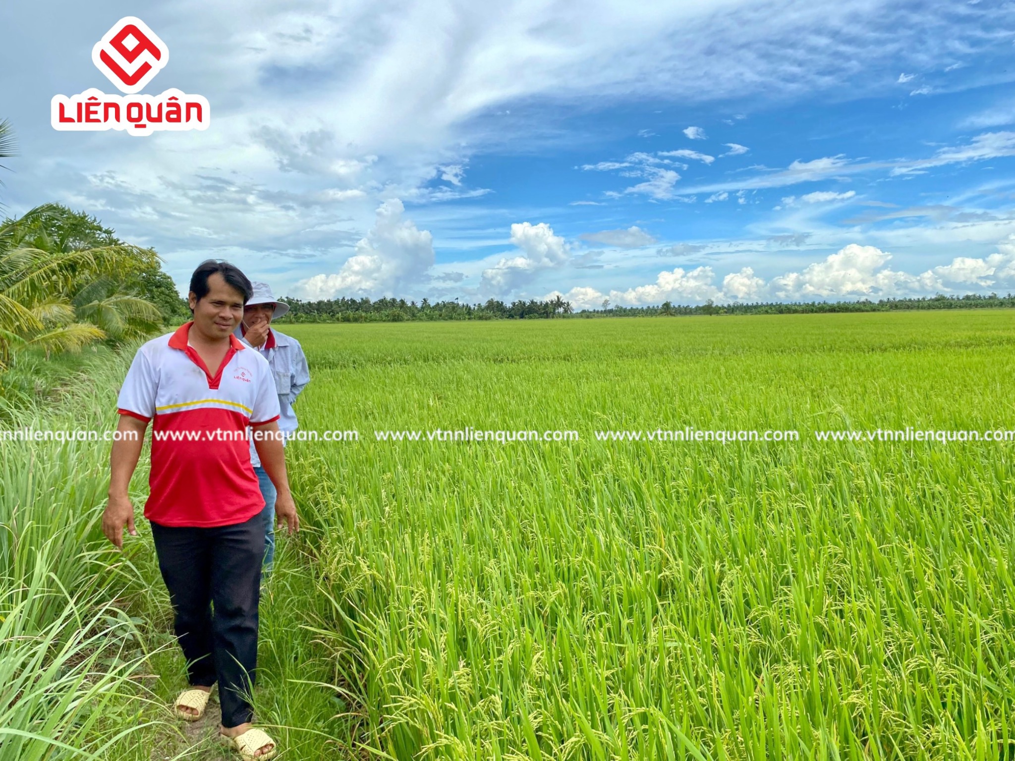 TeamLiênQuân thăm ruộng của chú Tư ở Trường Thọ - An Mỹ - Kế Sách - Sóc Trăng