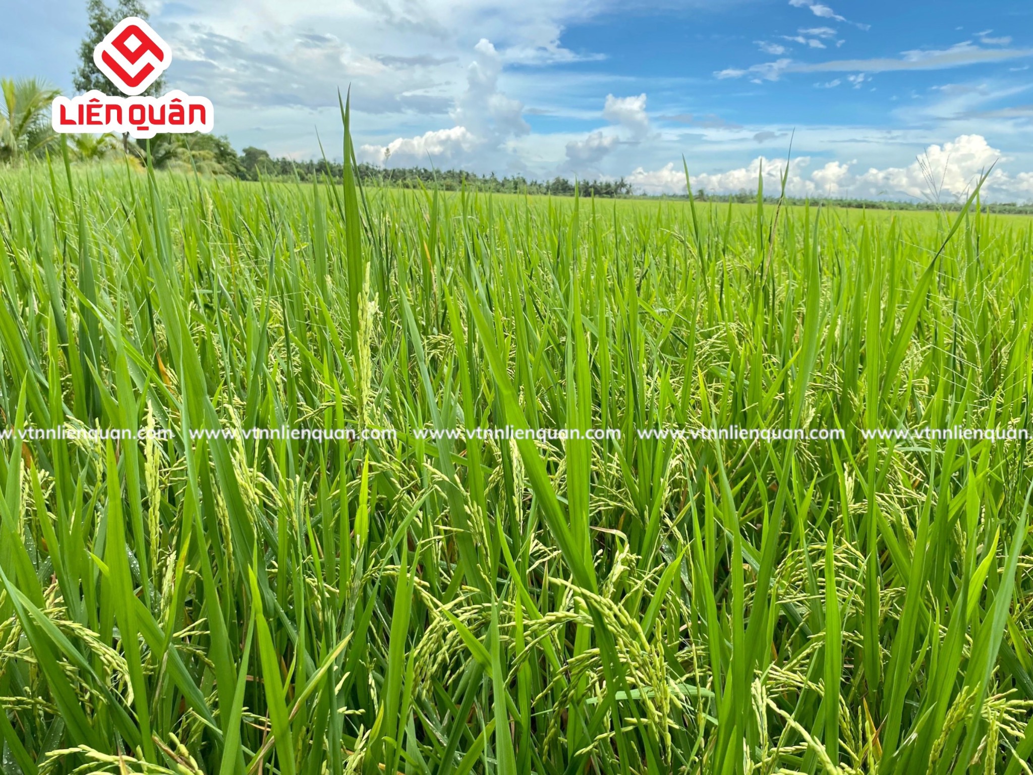 TeamLiênQuân thăm ruộng của chú Tư ở Trường Thọ - An Mỹ - Kế Sách - Sóc Trăng