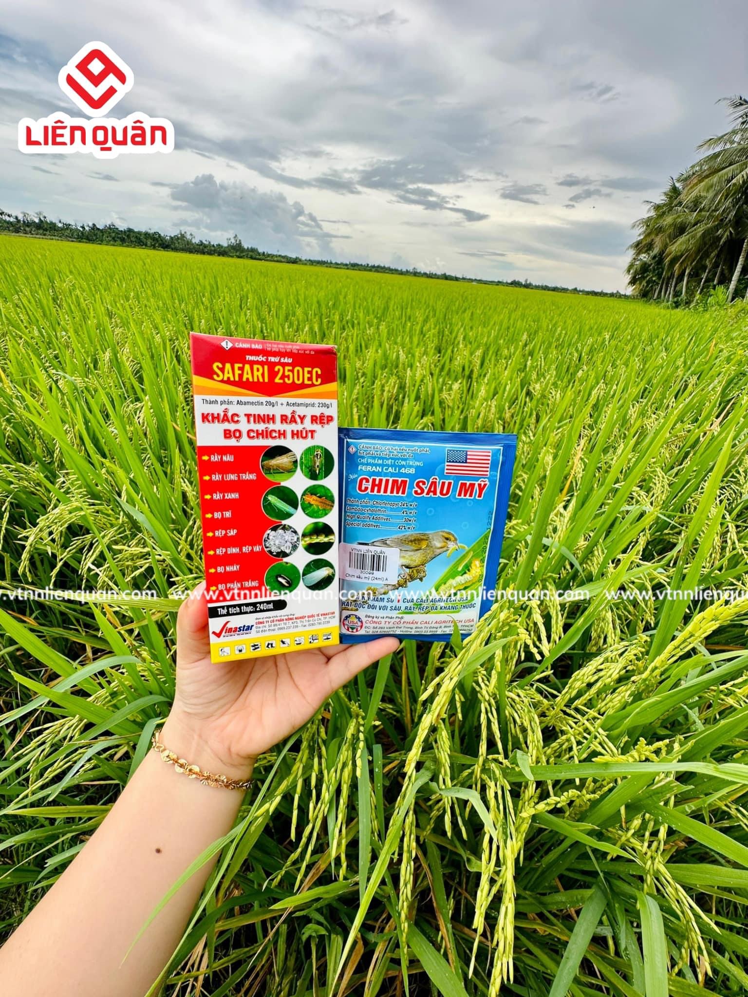 TeamLiênQuân thăm ruộng của chú Sươl ở Cây Sộp - Kế Sách - Sóc Trăng