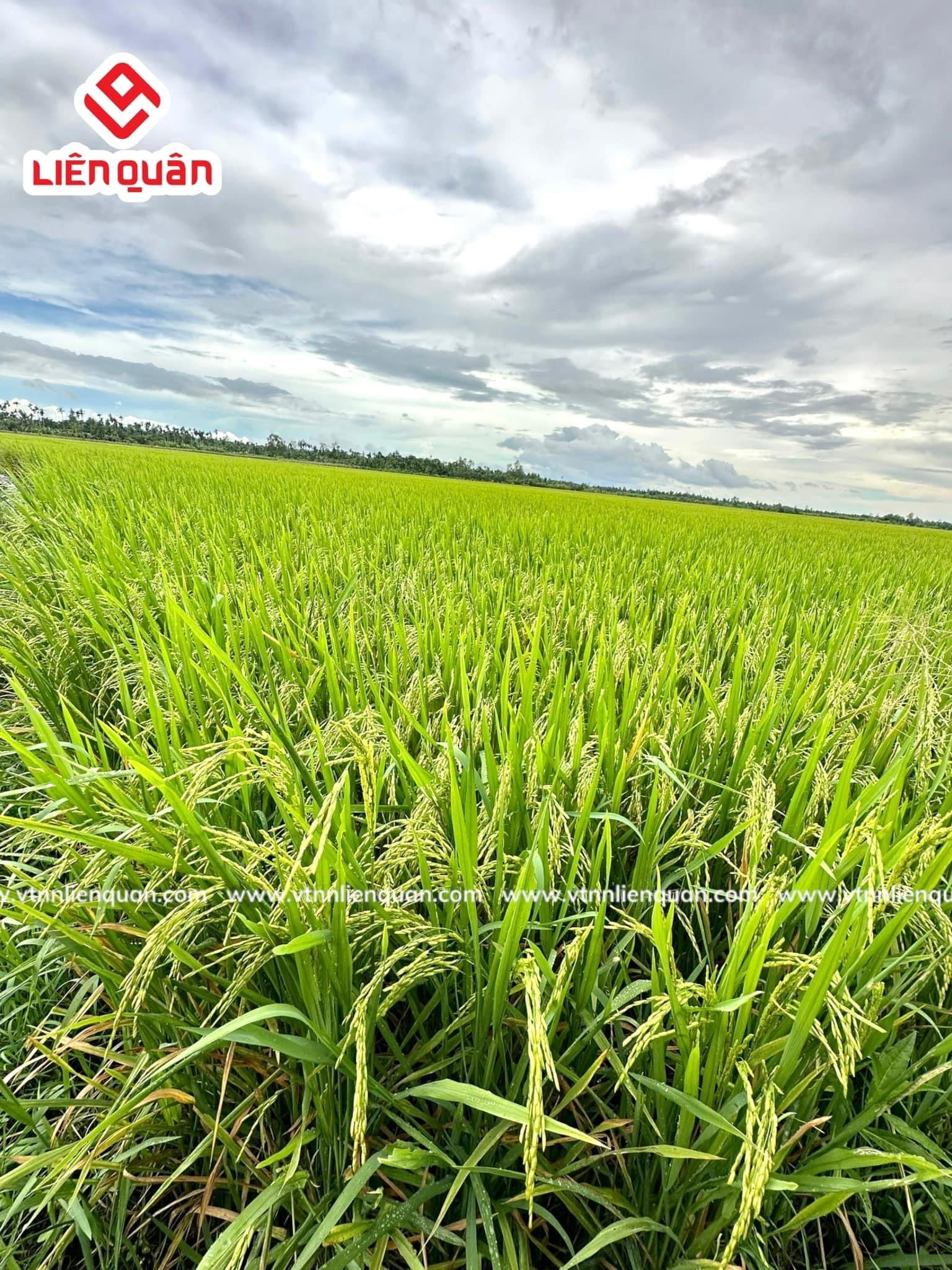 TeamLiênQuân thăm ruộng của chú Sươl ở Cây Sộp - Kế Sách - Sóc Trăng