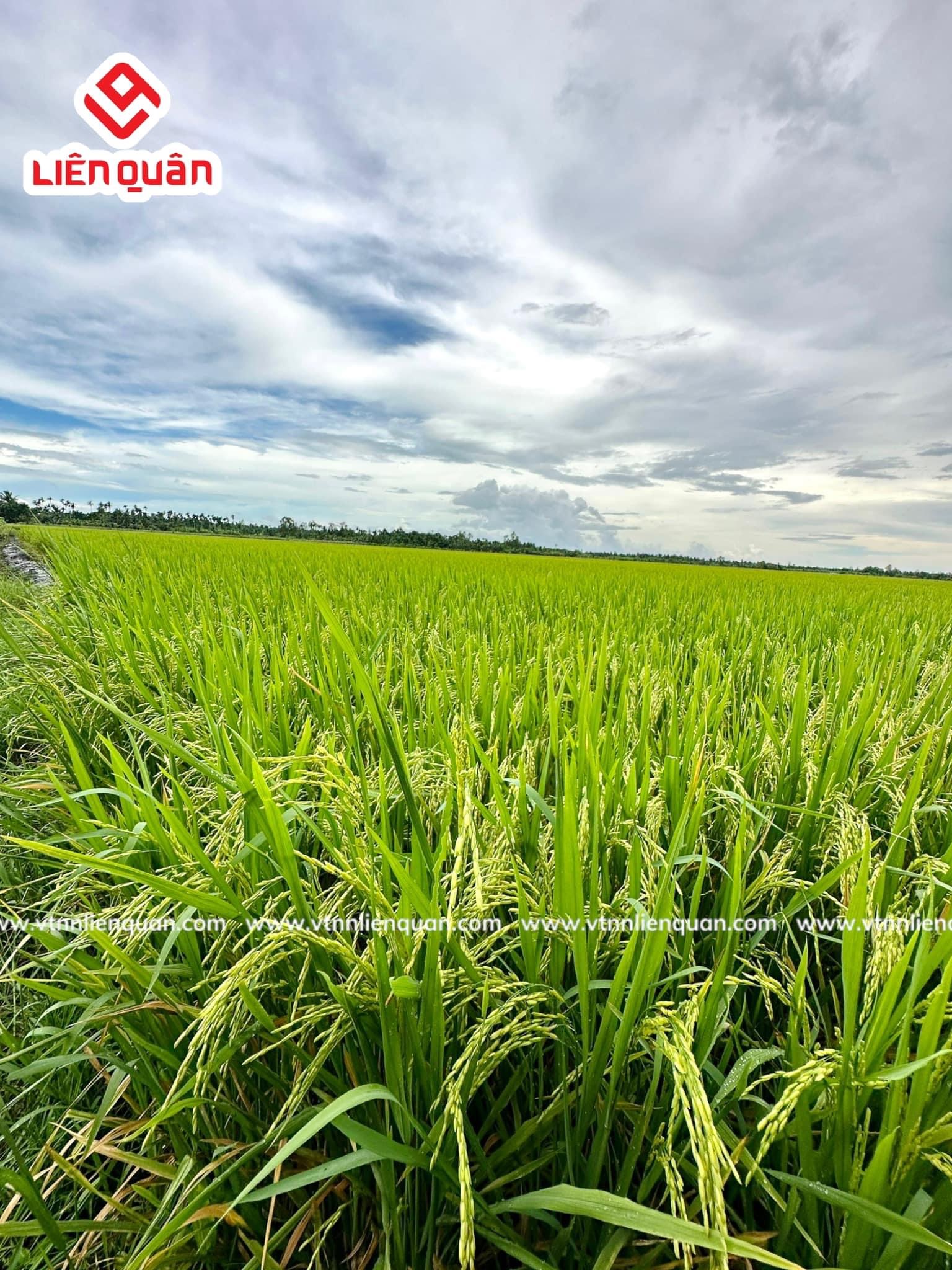 TeamLiênQuân thăm ruộng của chú Sươl ở Cây Sộp - Kế Sách - Sóc Trăng