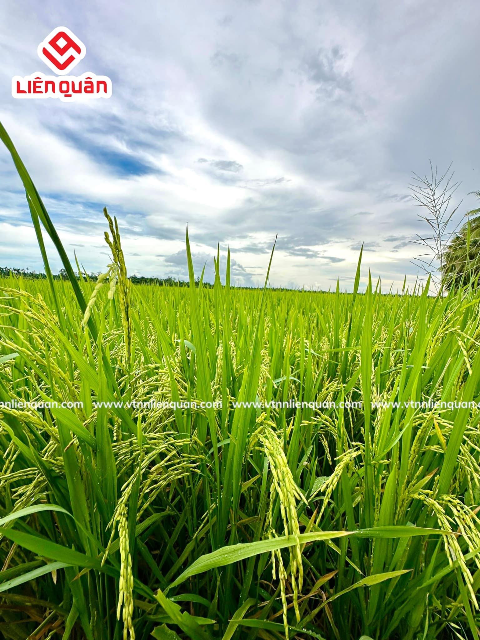 TeamLiênQuân thăm ruộng của chú Sươl ở Cây Sộp - Kế Sách - Sóc Trăng