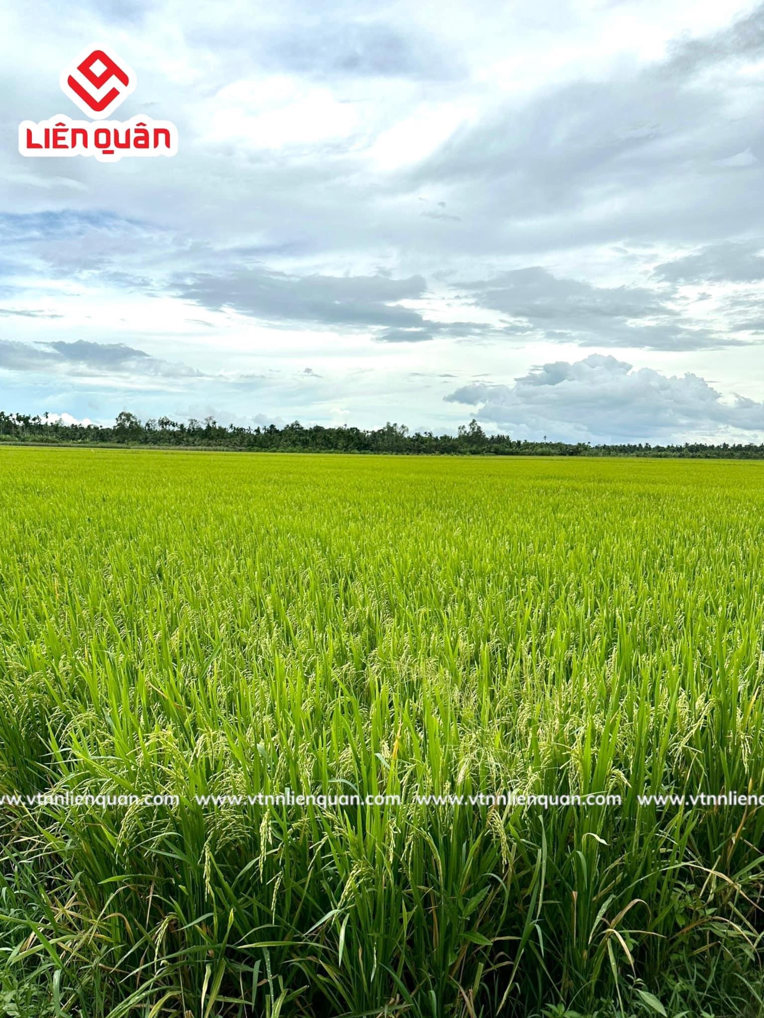 TeamLiênQuân thăm ruộng của chú Sươl ở Cây Sộp - Kế Sách - Sóc Trăng