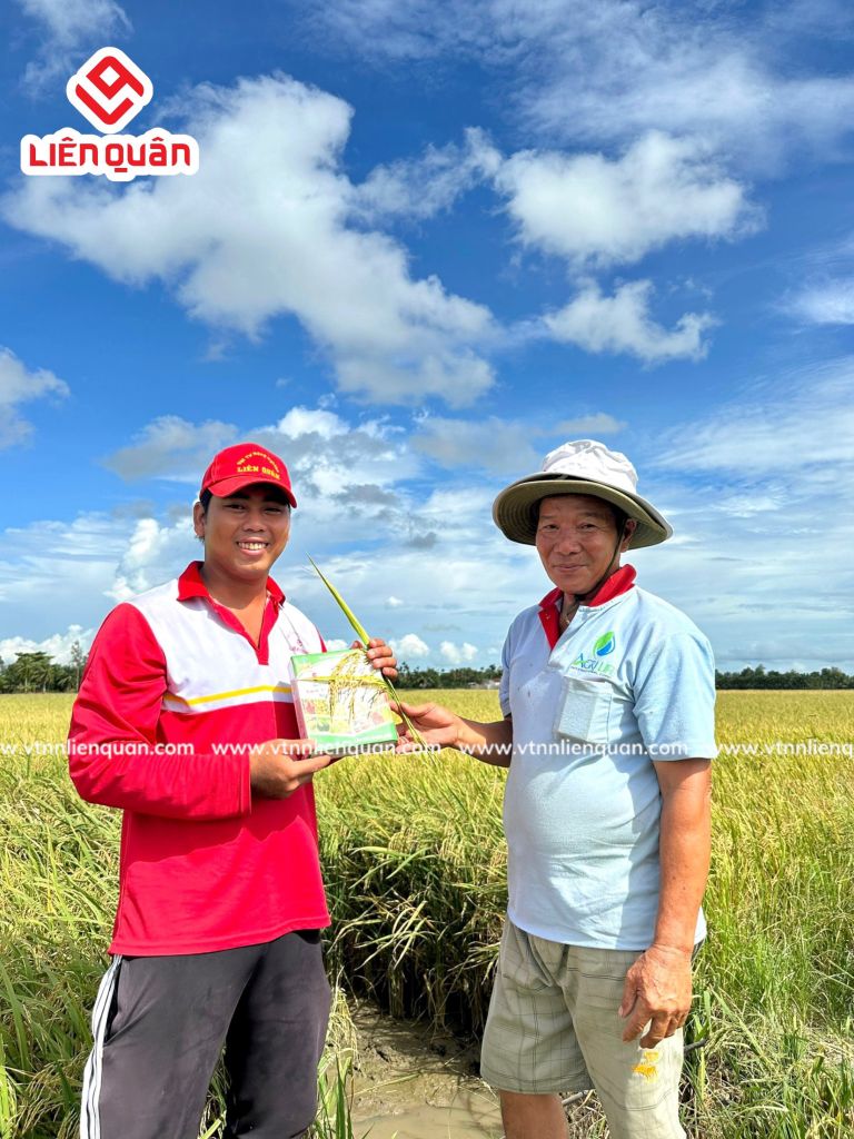 TeamLiênQuân thăm ruộng của chú Hường ở ấp Bồ Đề - Kế Sách - Sóc Trăng .