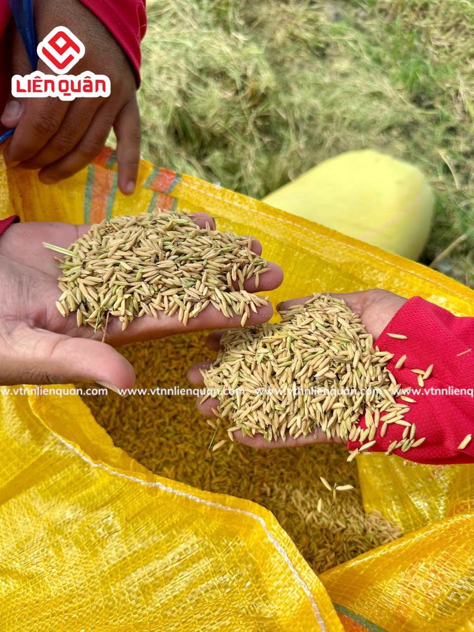 TeamLiênQuân thăm ruộng của chú Hường ở ấp Bồ Đề - Kế Sách - Sóc Trăng .