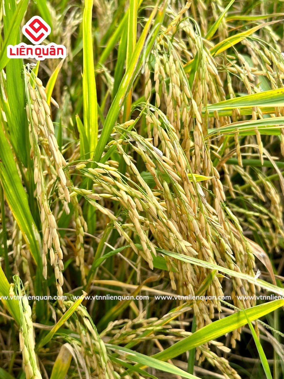 TeamLiênQuân thăm ruộng của chú Hường ở ấp Bồ Đề - Kế Sách - Sóc Trăng .