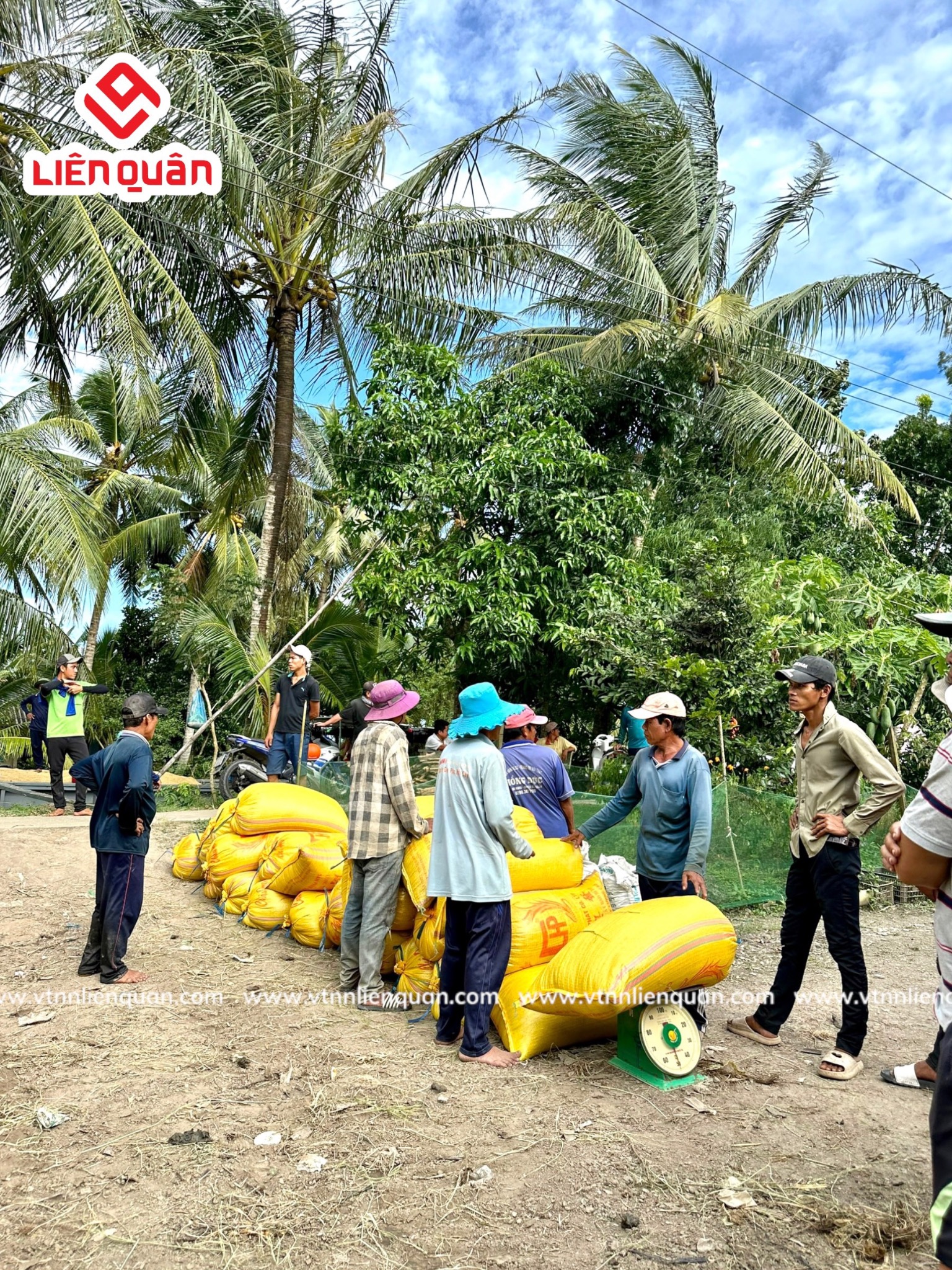 TeamLiênQuân thăm ruộng của chú Hường ở ấp Bồ Đề - Kế Sách - Sóc Trăng .