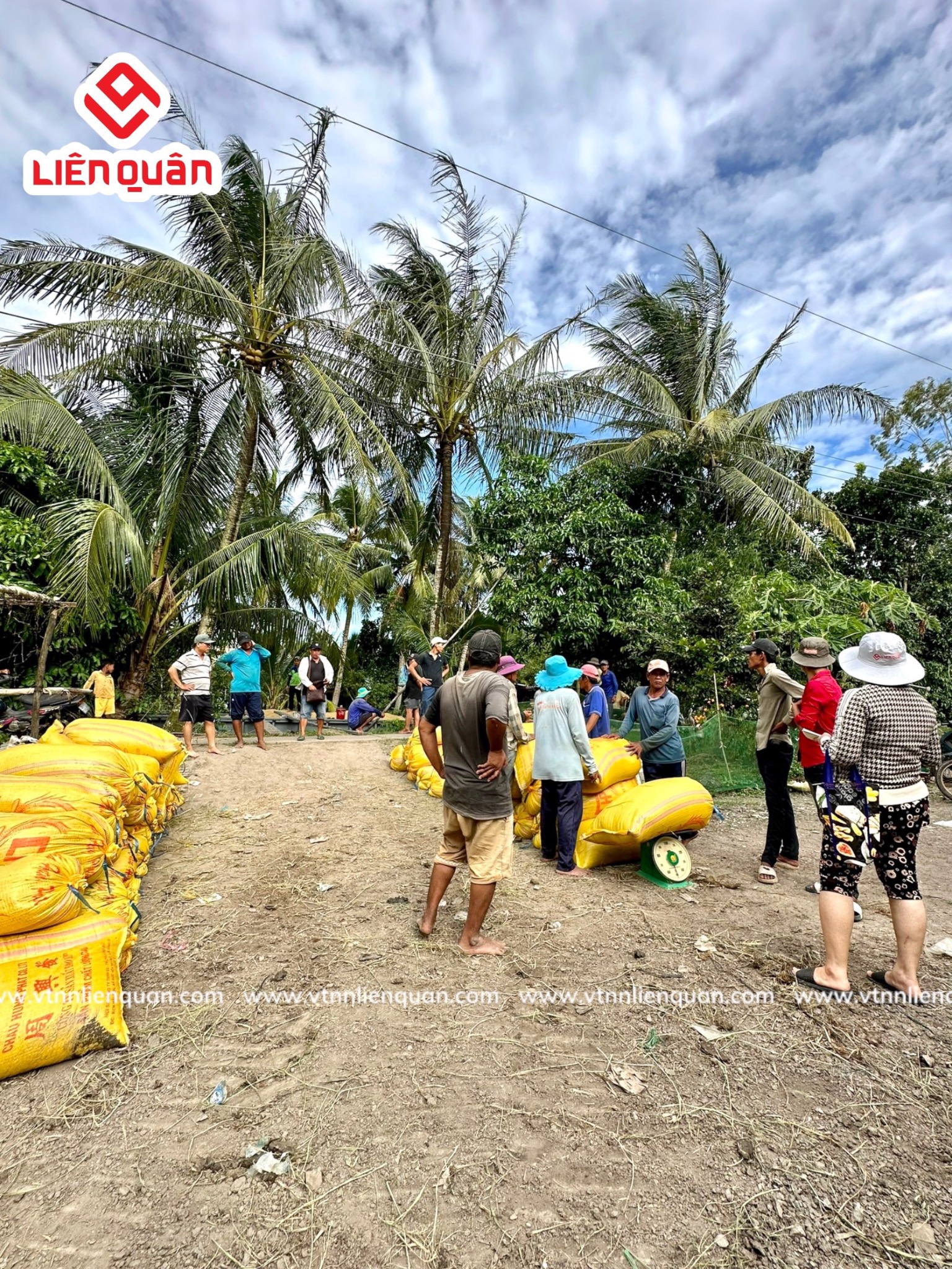 TeamLiênQuân thăm ruộng của chú Hường ở ấp Bồ Đề - Kế Sách - Sóc Trăng .