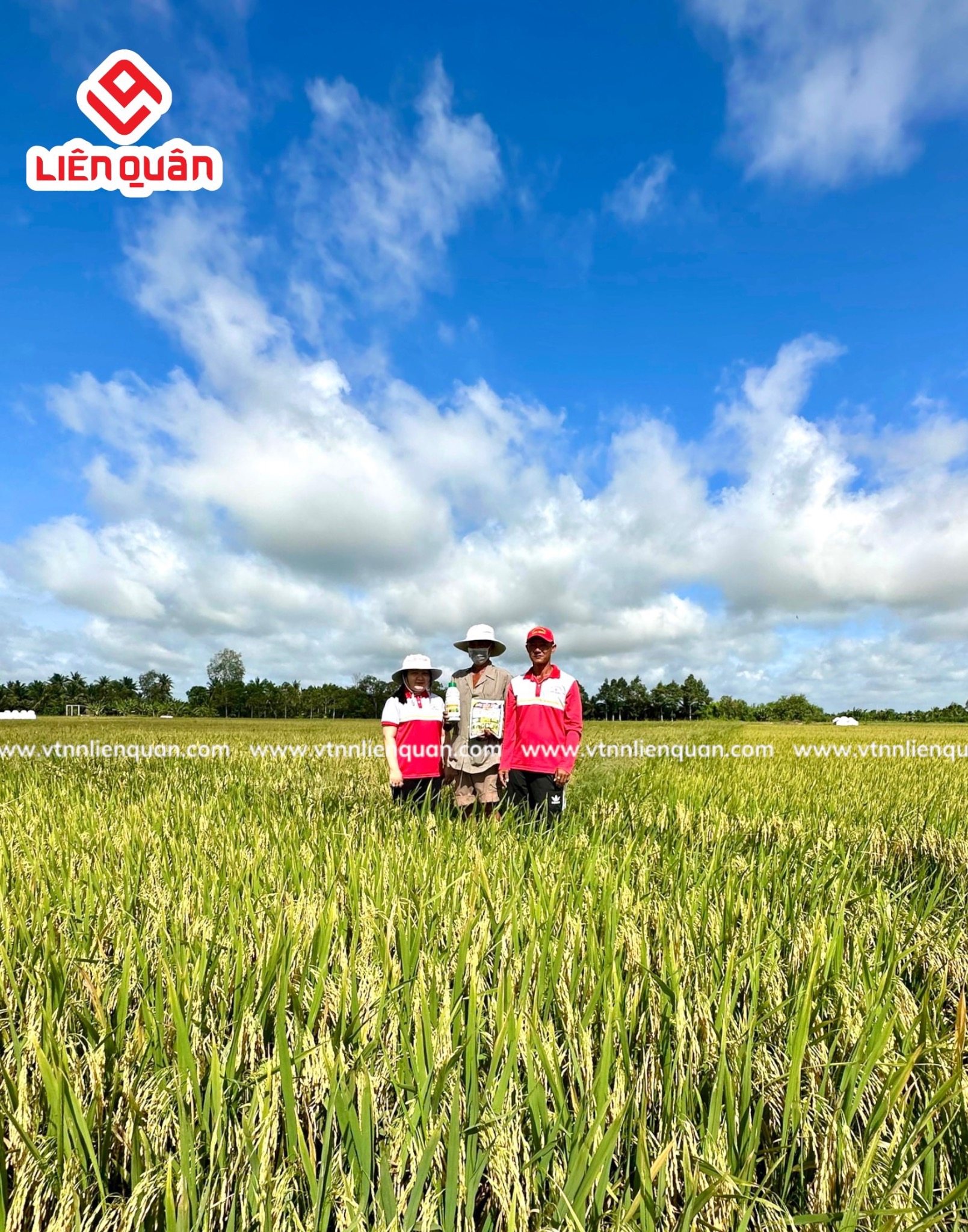 TeamLiênQuân thăm ruộng của Chú Tân ở Phú Tâm - Châu Thành - Sóc Trăng .