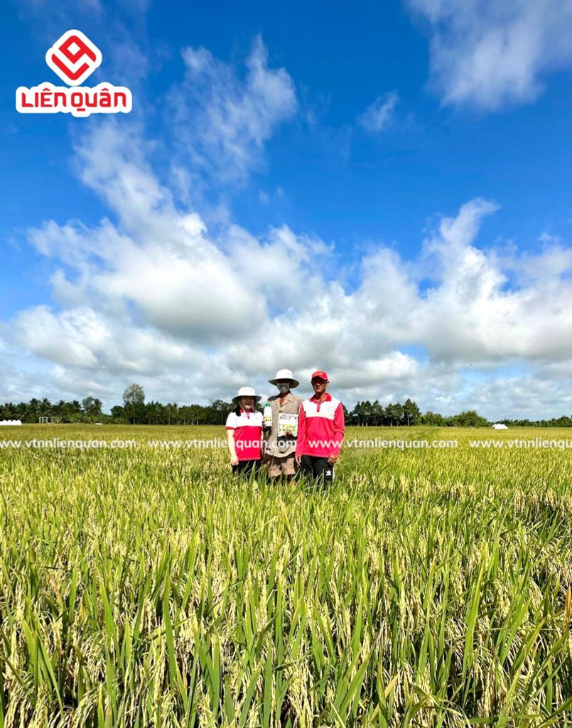 TeamLiênQuân thăm ruộng của Chú Tân ở Phú Tâm - Châu Thành - Sóc Trăng .