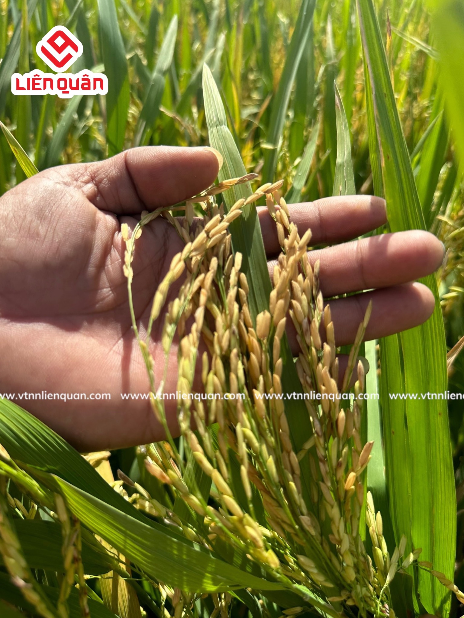 TeamLiênQuân thăm ruộng của Chú Tân ở Phú Tâm - Châu Thành - Sóc Trăng .